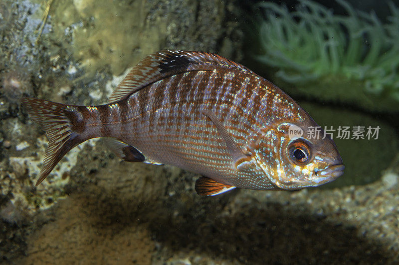 彩虹冲浪鱼或彩虹海鲈(Hypsurus caryi)是一种冲浪鱼，发现于北美太平洋沿岸从加州门多西诺角到墨西哥下加利福尼亚州北部。